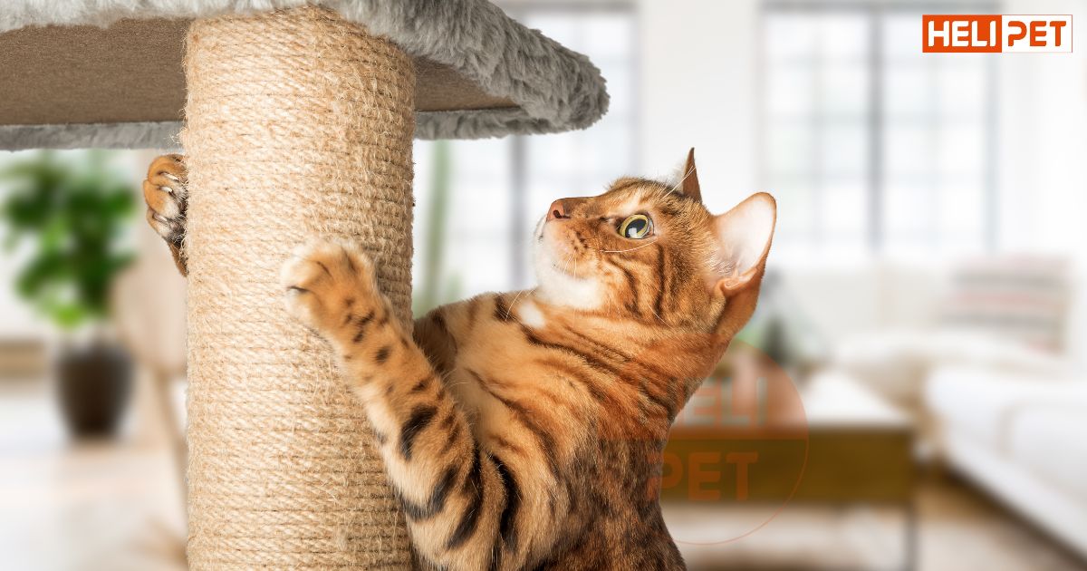 Mèo bị tiểu đường