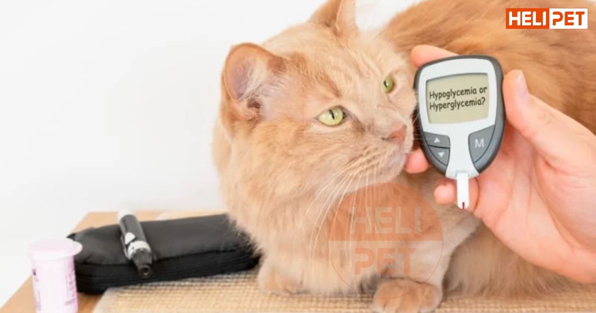 Mèo bị tiểu đường