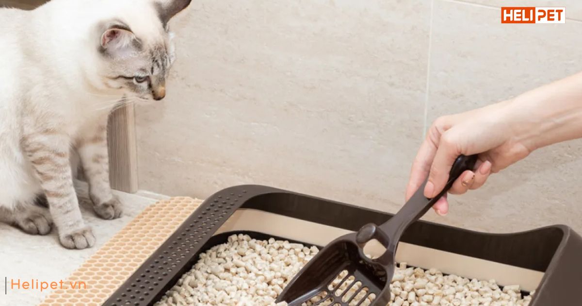 Mèo bị tiểu ra máu: Sen nên làm gì