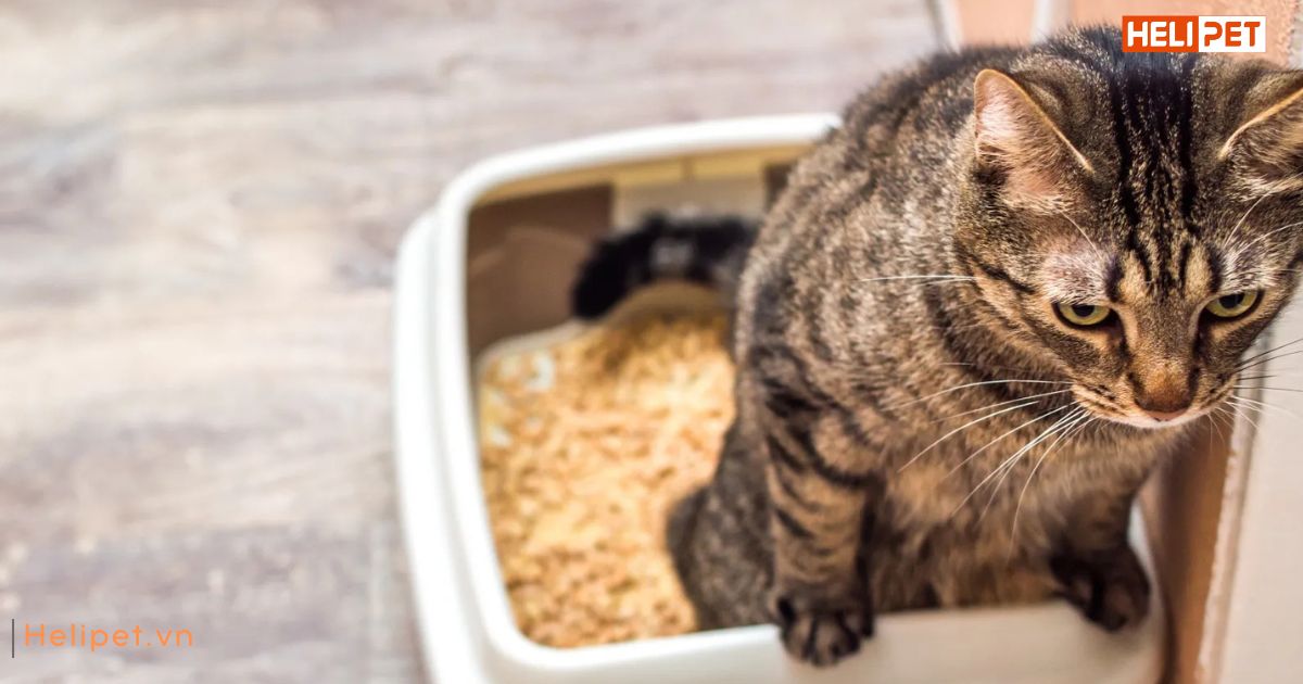 Mèo bị tiểu ra máu: Sen nên làm gì