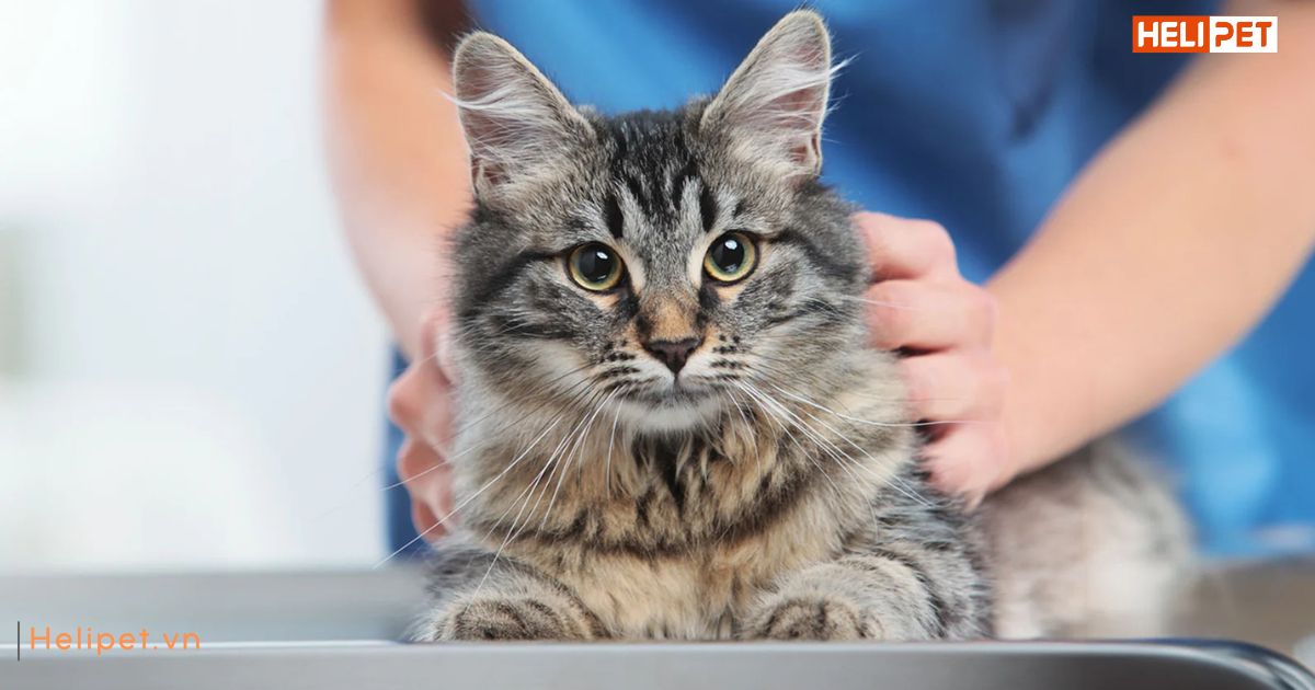 Mèo bị tiểu ra máu: Sen nên làm gì