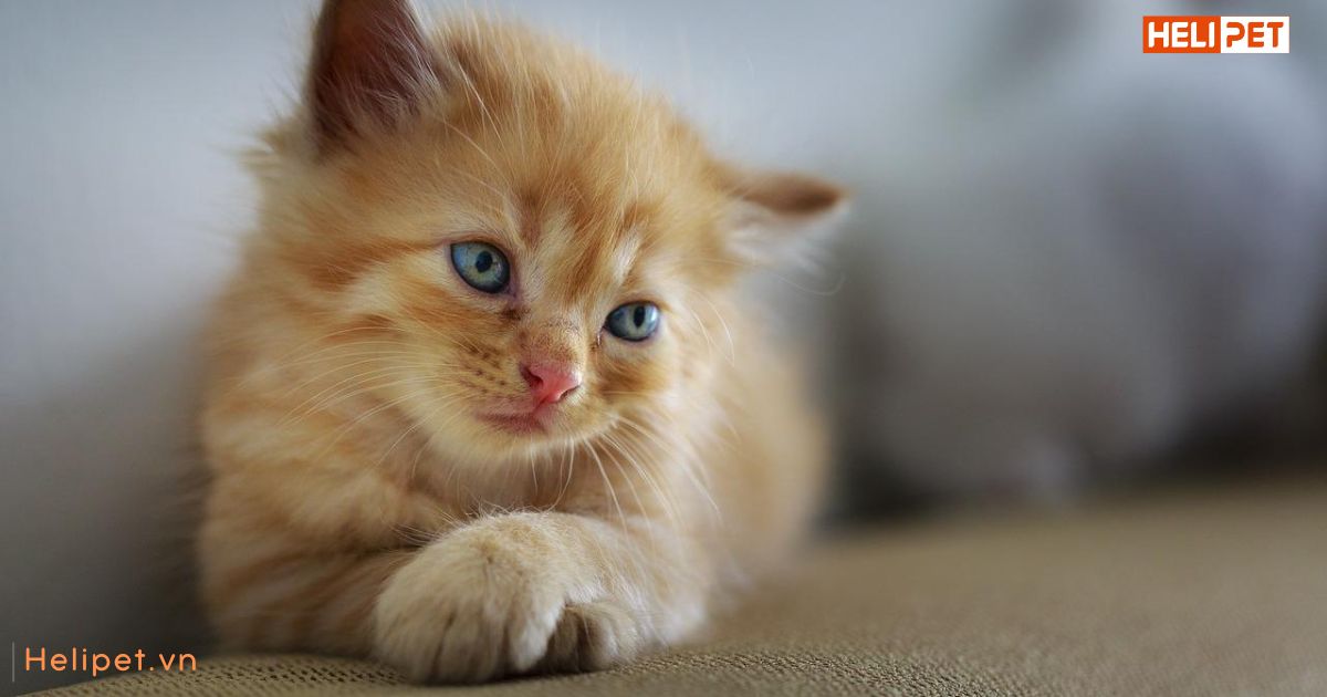 Mèo bị tiểu ra máu: Sen nên làm gì