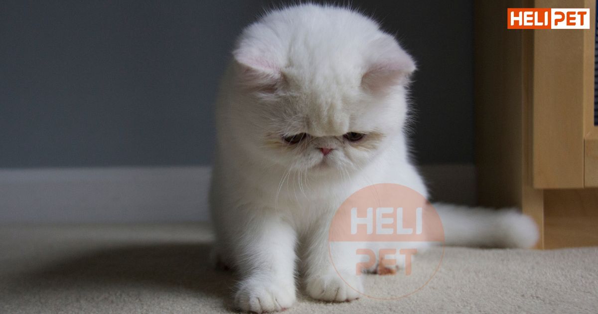 Mèo bị trầm cảm