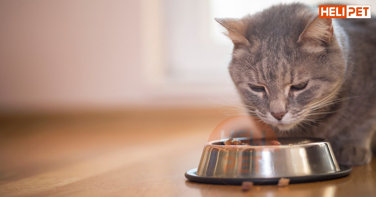 Mèo bị trầm cảm