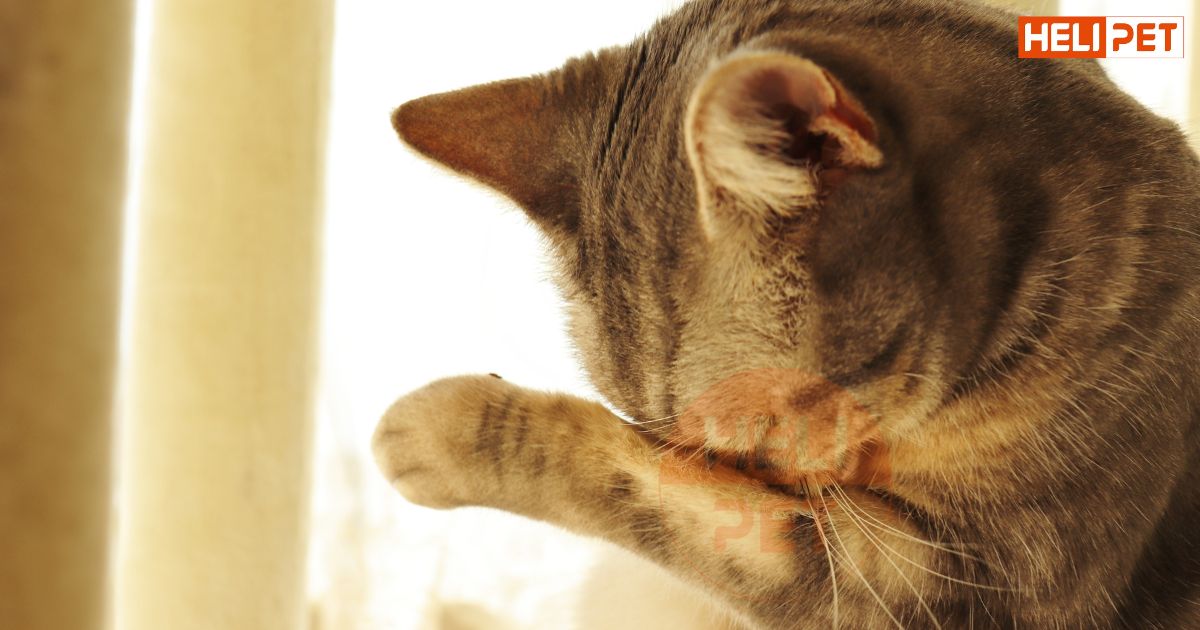 Mèo bị trầm cảm