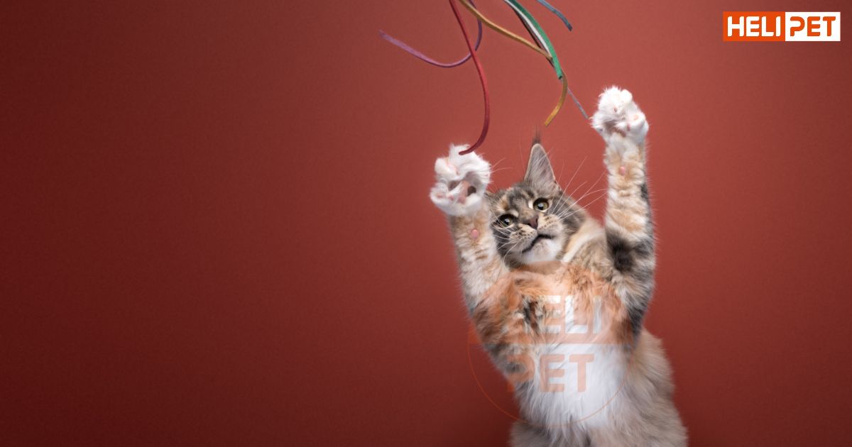 Mèo bị trầm cảm