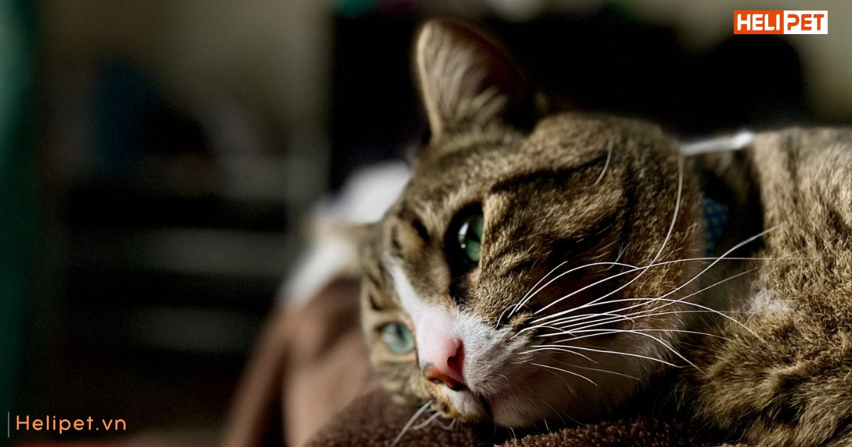 Mèo bị trầm cảm sau sinh