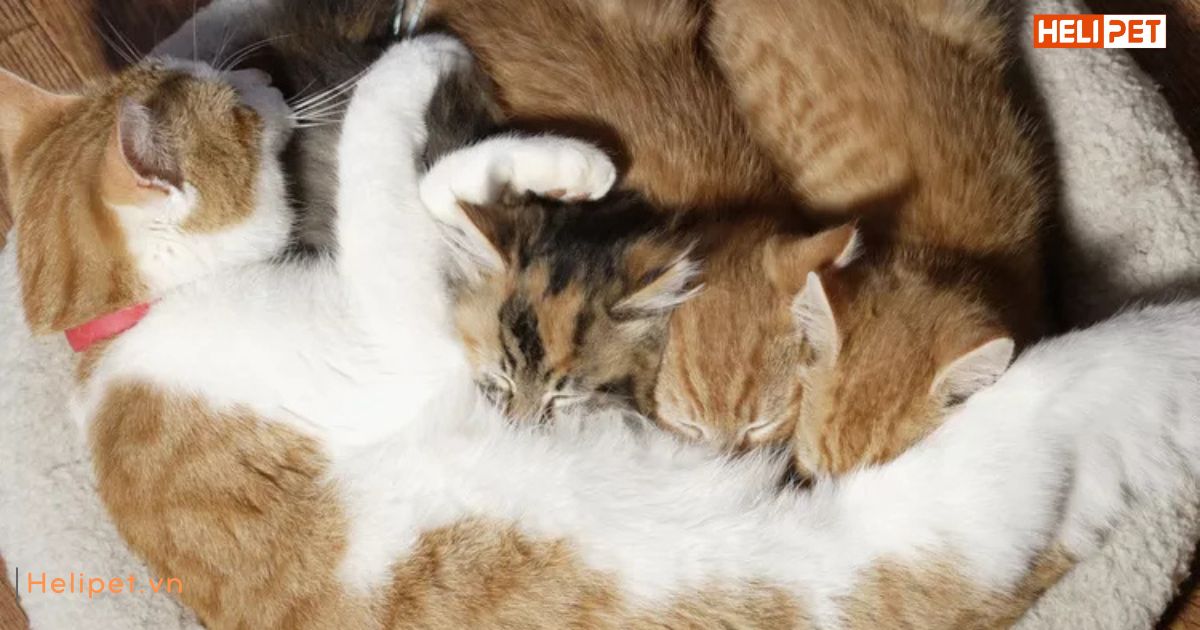 Mèo bị trầm cảm sau sinh