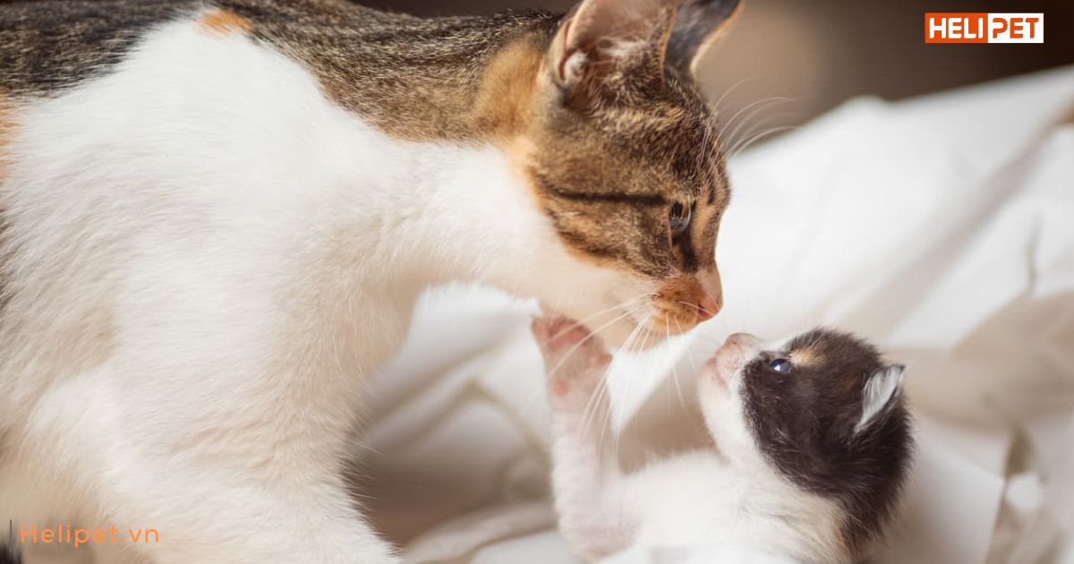 Mèo bị trầm cảm sau sinh