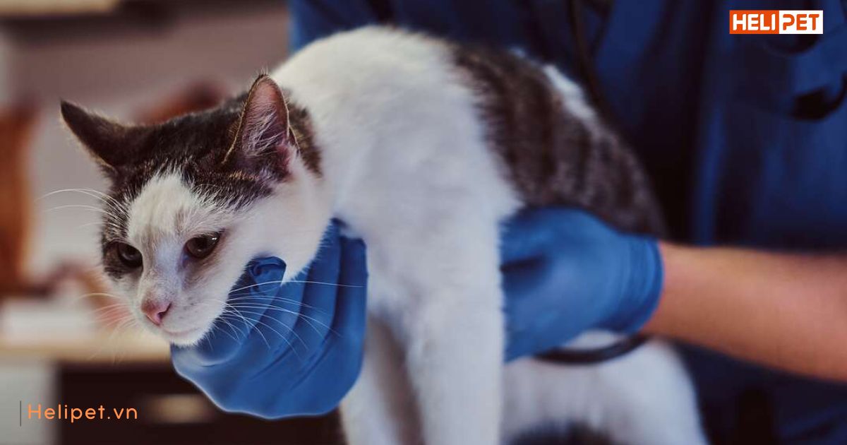 Mèo bị trầm cảm sau sinh