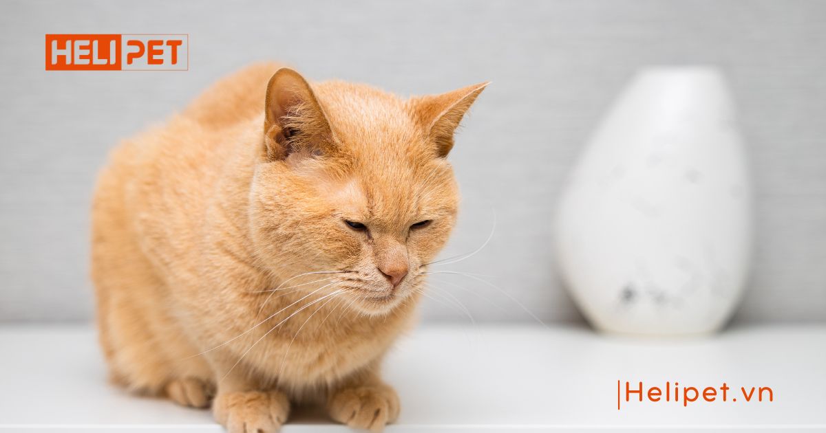 mèo bị trầm cảm sau triệt sản