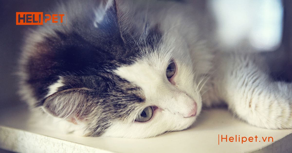 mèo bị trầm cảm sau triệt sản