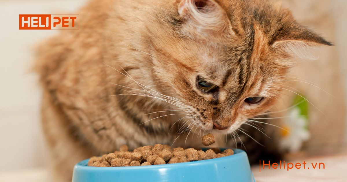 mèo bị trầm cảm sau triệt sản