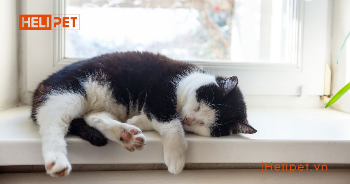 mèo bị trầm cảm sau triệt sản