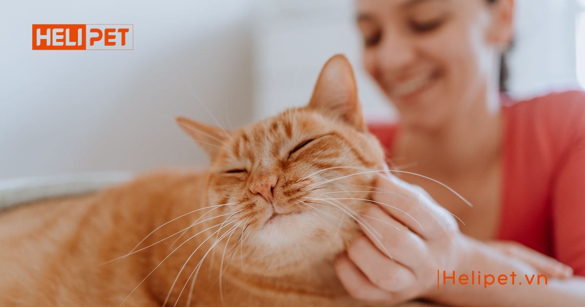 mèo bị trầm cảm sau triệt sản