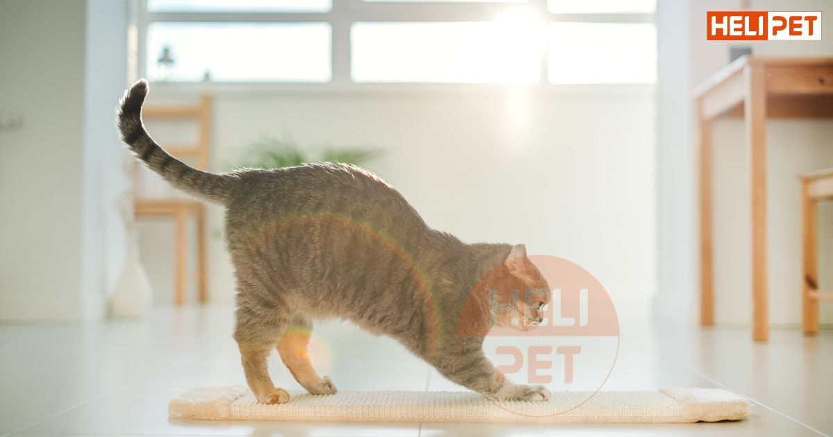 mèo bị viêm bàng quang