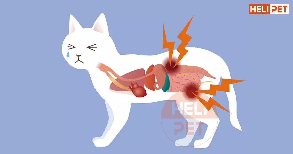 mèo bị viêm bàng quang