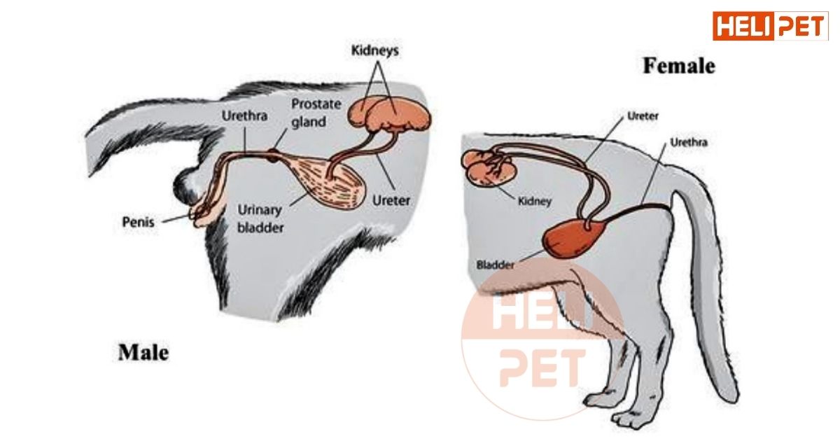 mèo bị viêm bàng quang