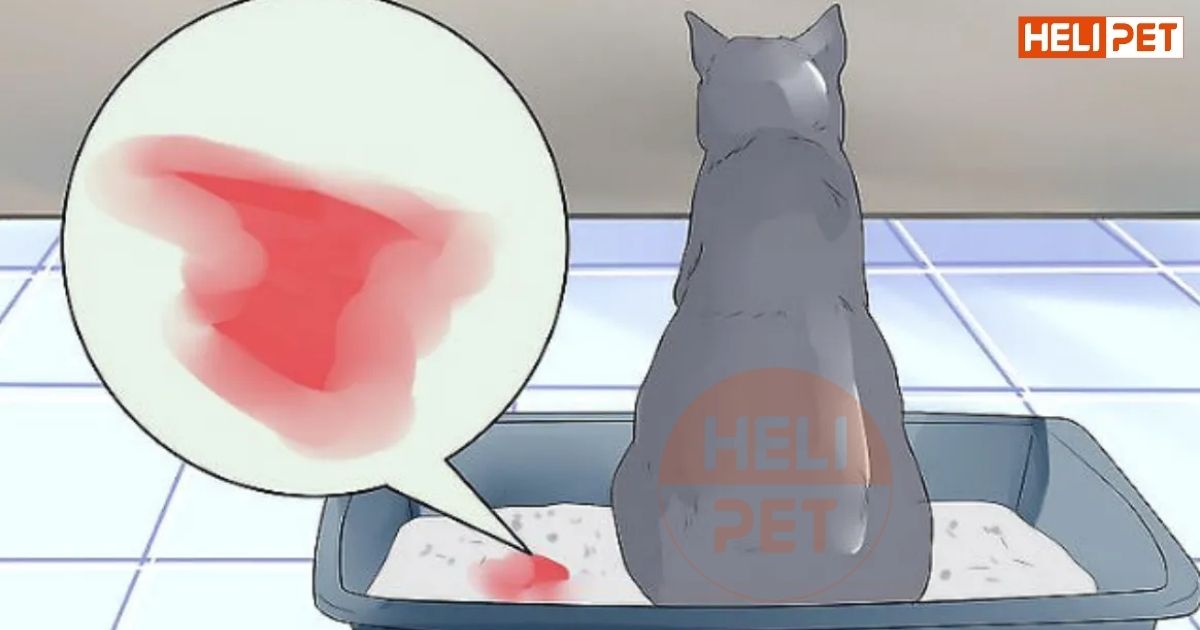 mèo bị viêm bàng quang