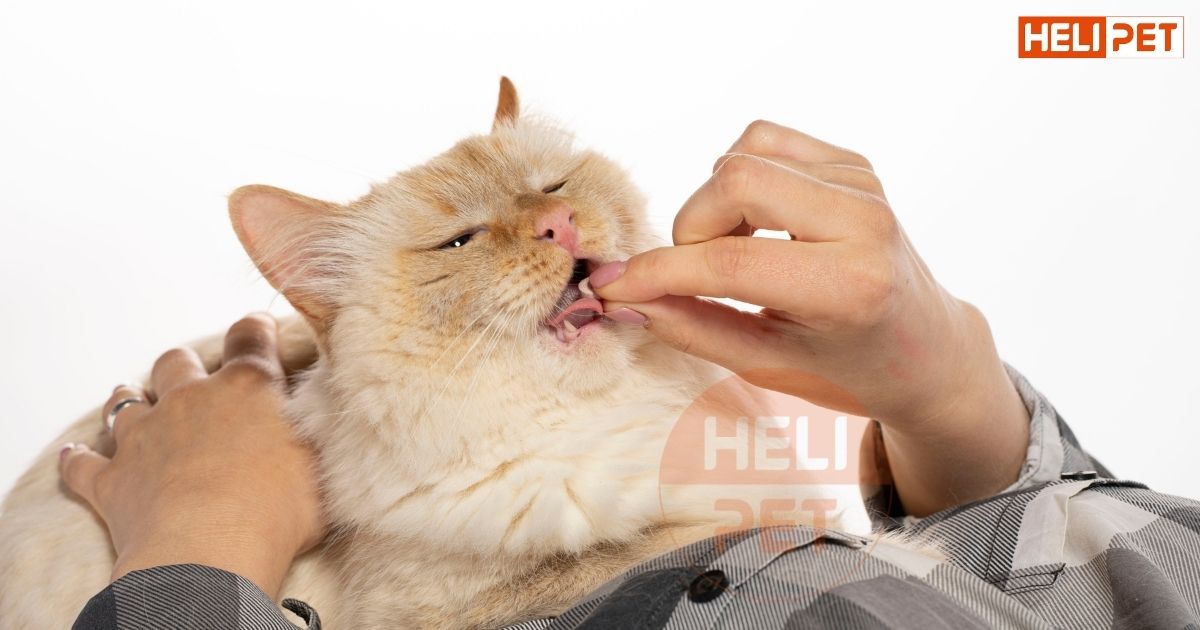 mèo bị viêm bàng quang