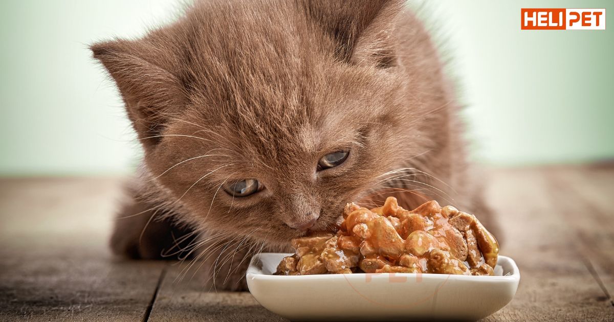 mèo bị viêm bàng quang