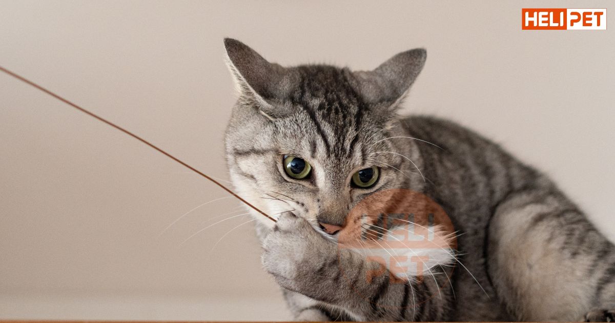 mèo bị viêm bàng quang