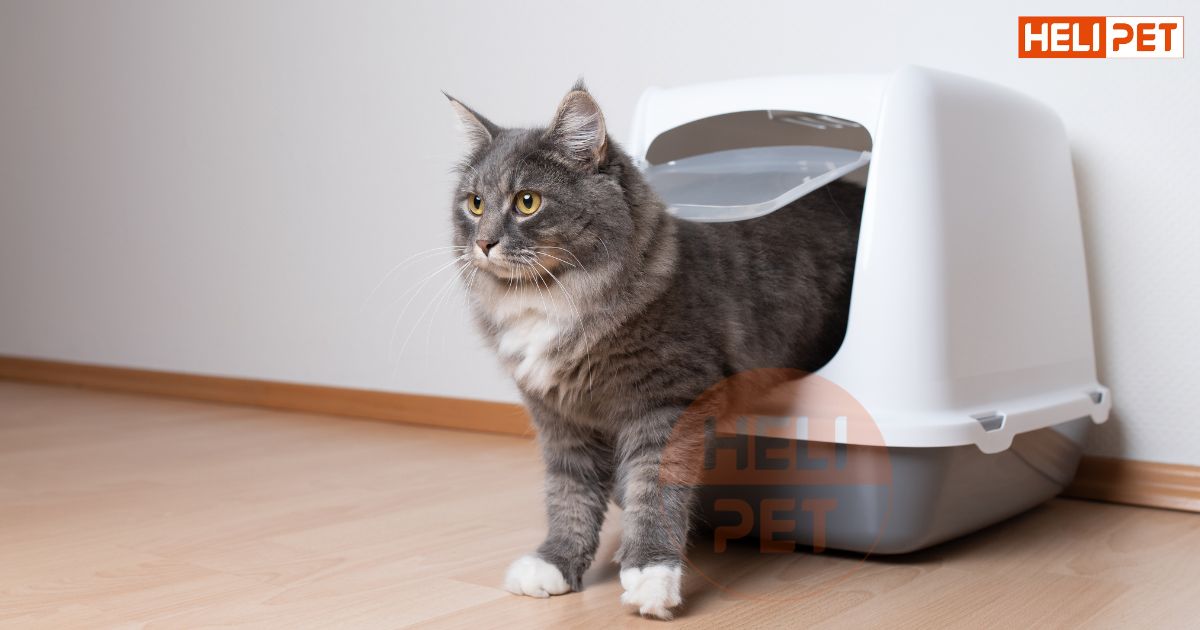 Mèo bị viêm đường tiết niệu