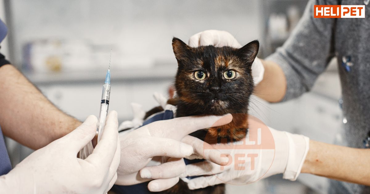 Mèo bị viêm đường tiết niệu