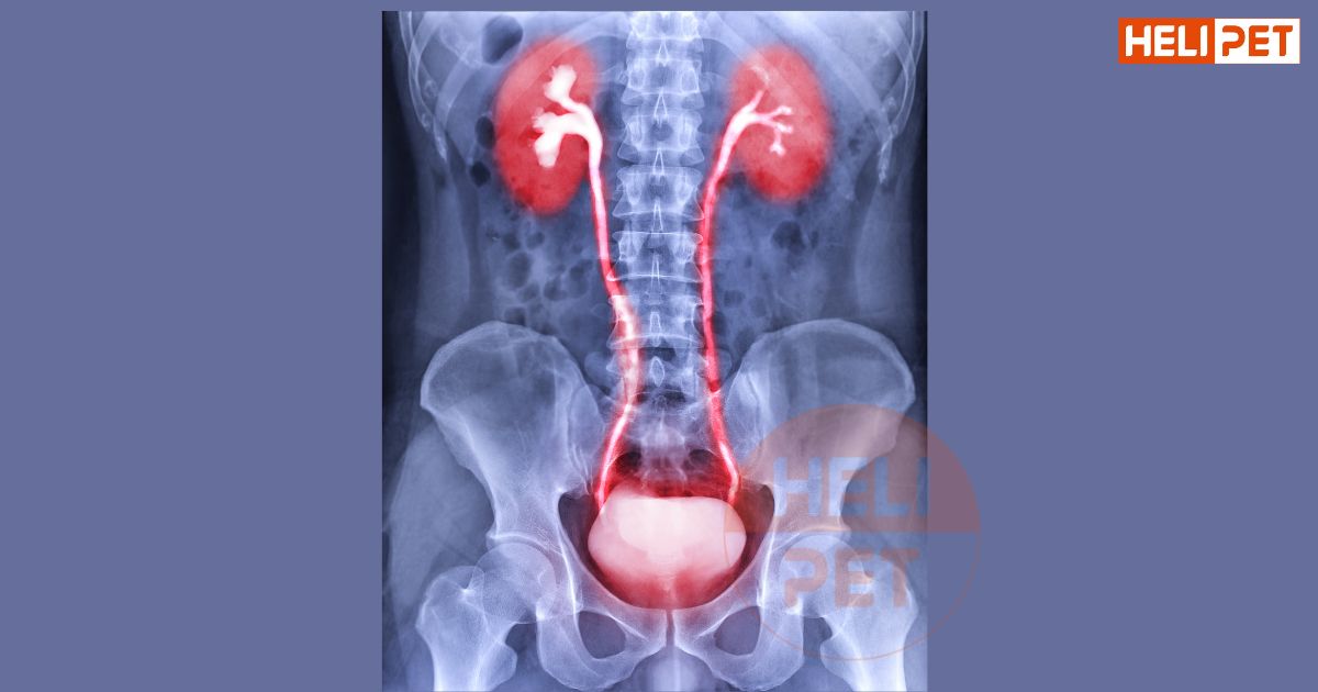 Mèo bị viêm đường tiết niệu