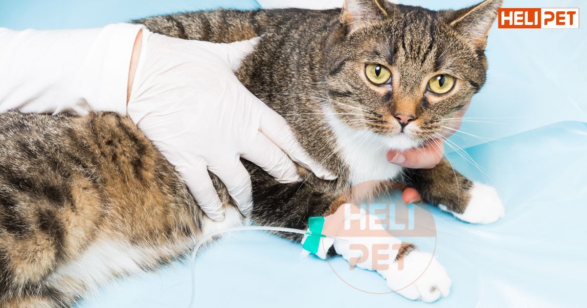 Mèo bị viêm đường tiết niệu