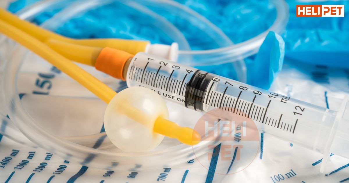 Mèo bị viêm đường tiết niệu