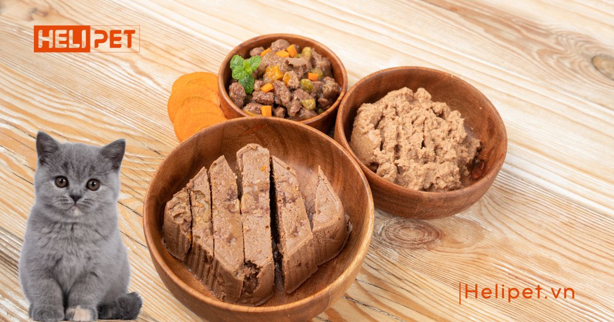 mèo bị viêm phổi