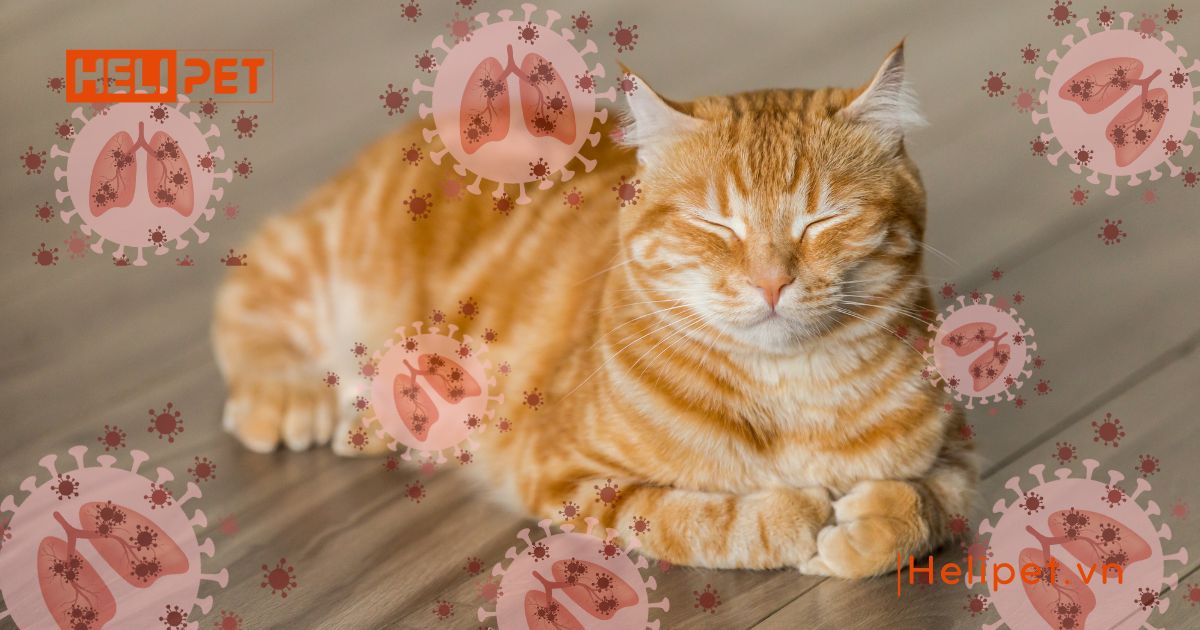 mèo bị viêm phổi