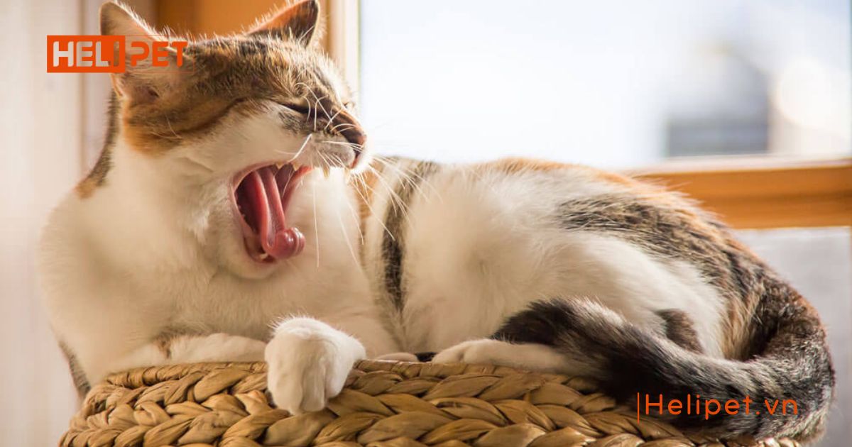 mèo bị viêm phổi