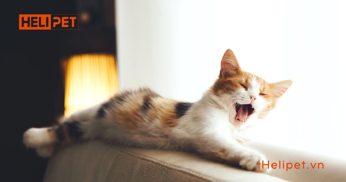 mèo bị viêm phổi