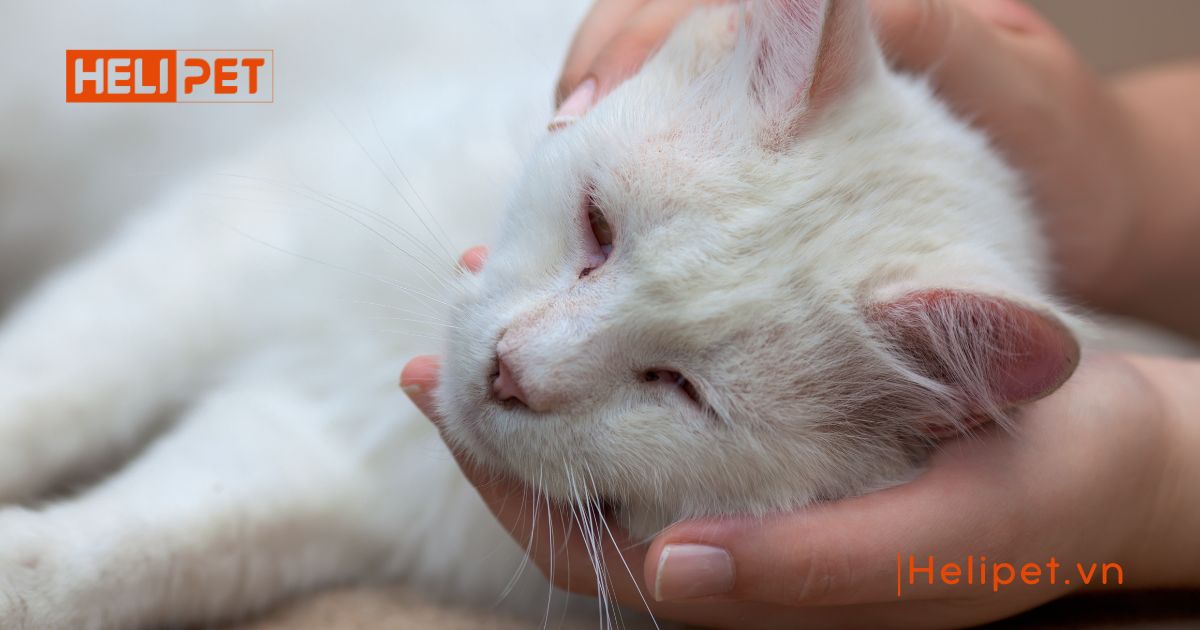 mèo bị viêm phổi