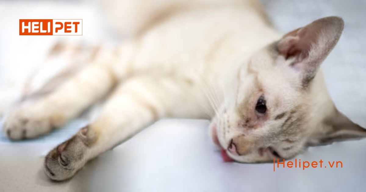 Mèo bị viêm phổi có tự khỏi được không