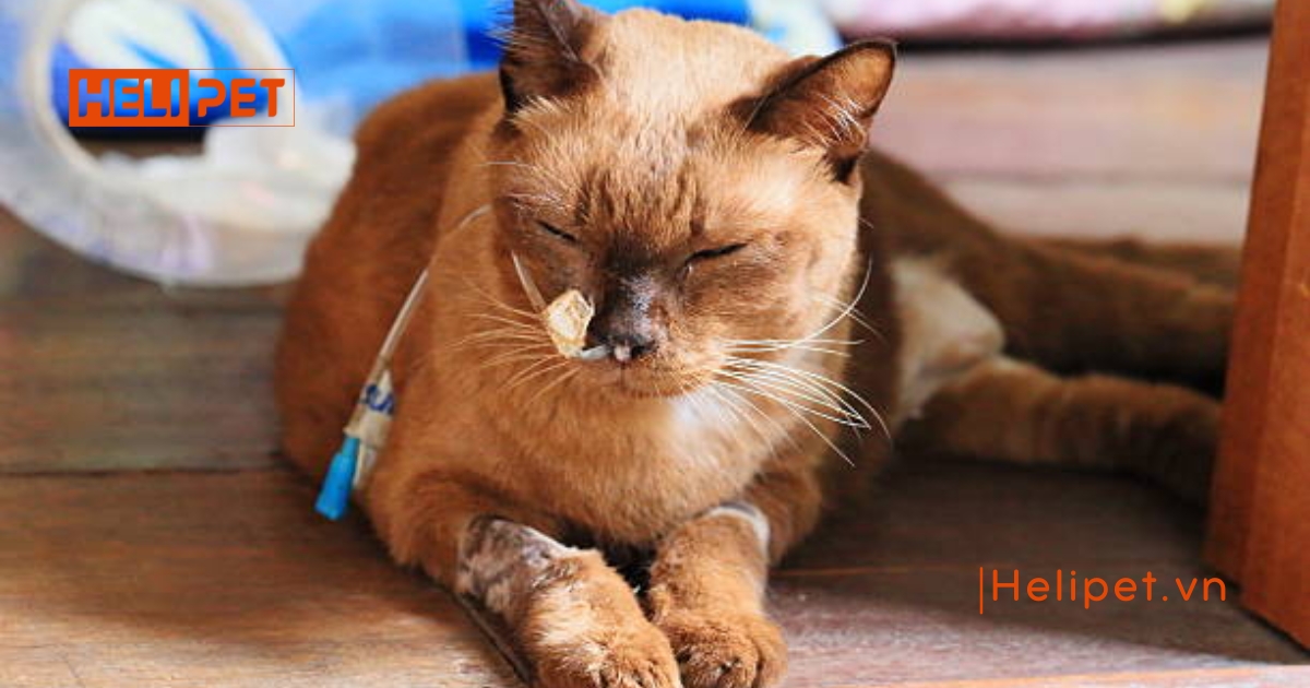 Mèo bị viêm phổi có tự khỏi được không