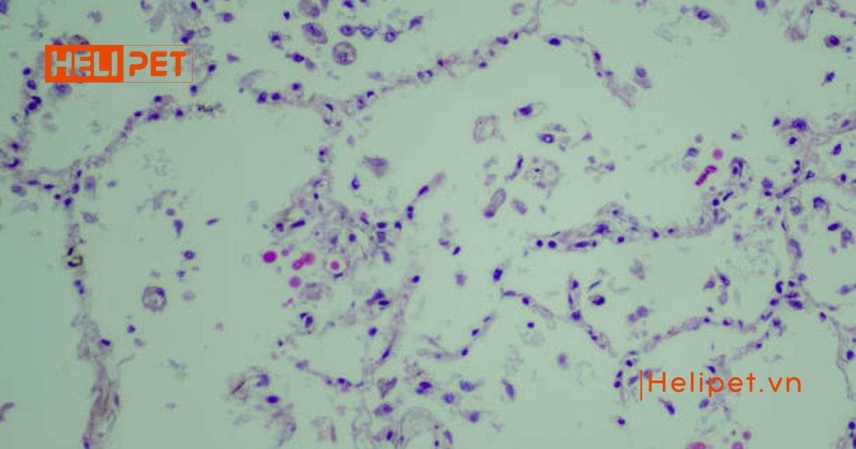 Mèo bị viêm phổi có tự khỏi được không