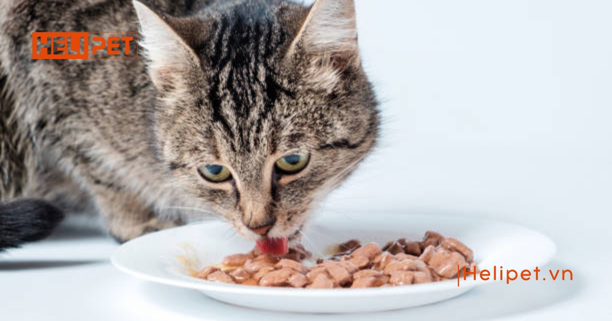 Mèo bị viêm phổi có tự khỏi được không