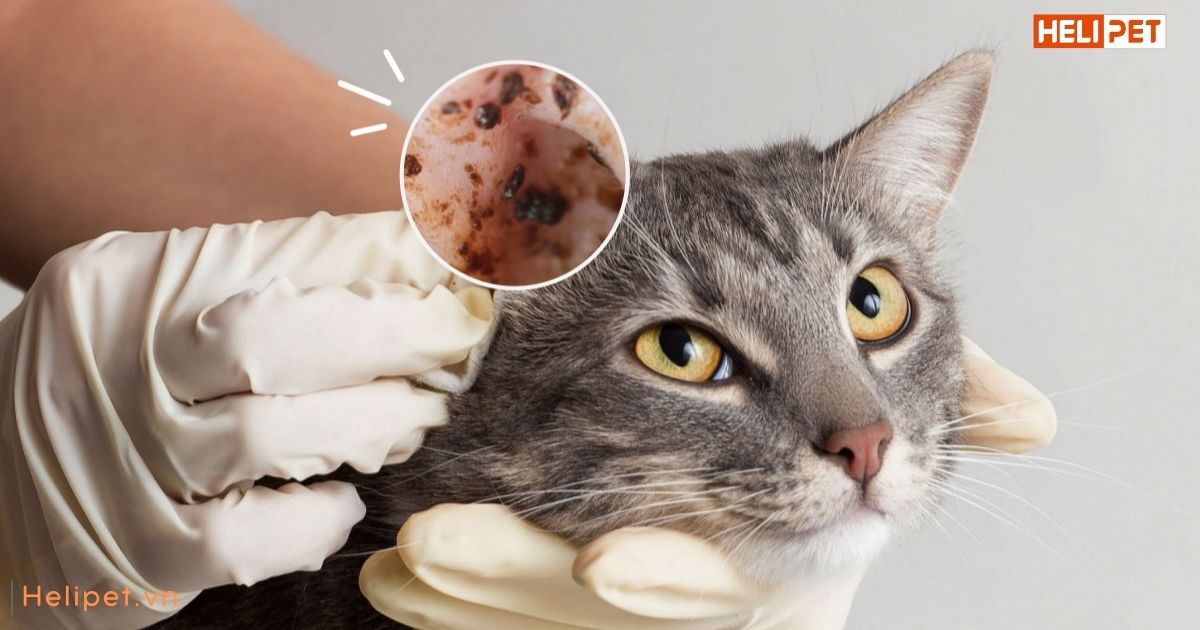 Mèo bị viêm tai có nguy hiểm không