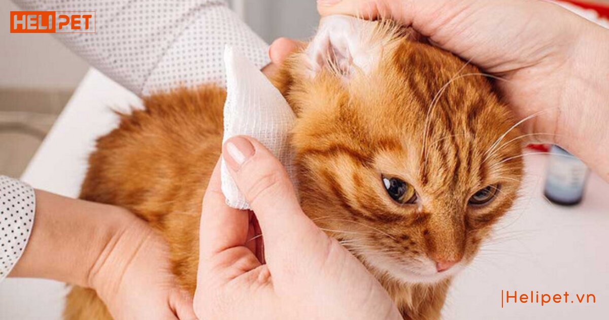 mèo bị viêm tai