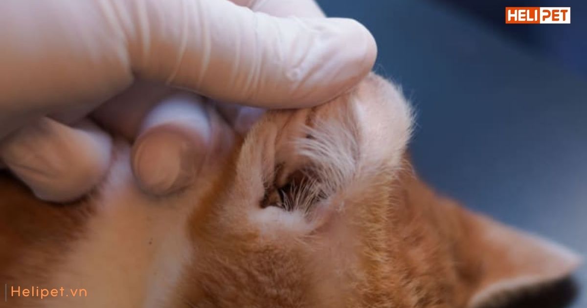 Mèo bị viêm tai có nguy hiểm không