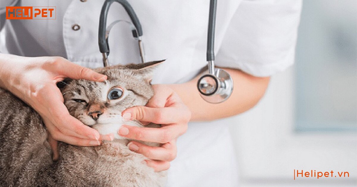 mèo bị viêm tai