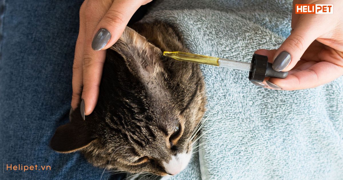 Mèo bị viêm tai có nguy hiểm không