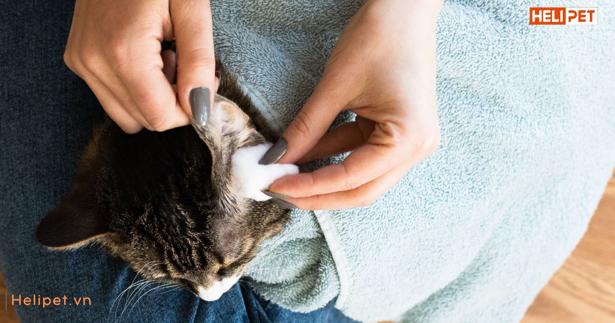 Mèo bị viêm tai có nguy hiểm không