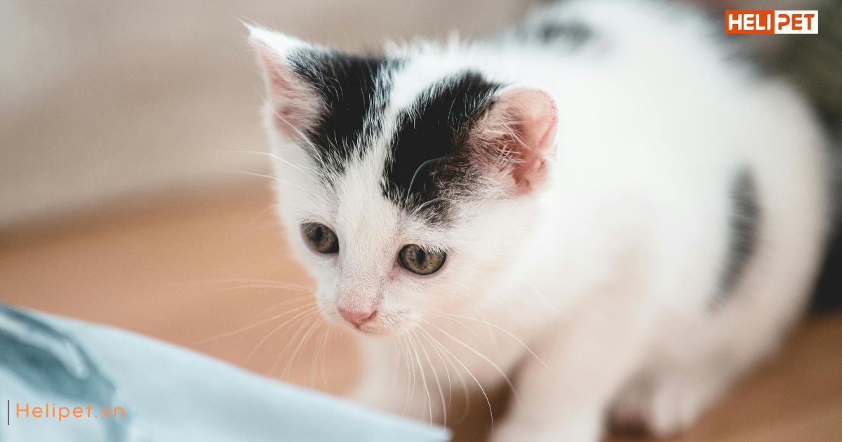 Mèo bị viêm tai có nguy hiểm không