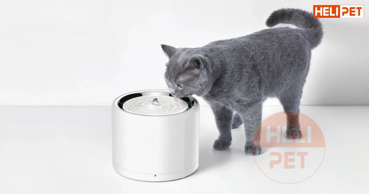 Mèo bị viêm tai bỏ ăn