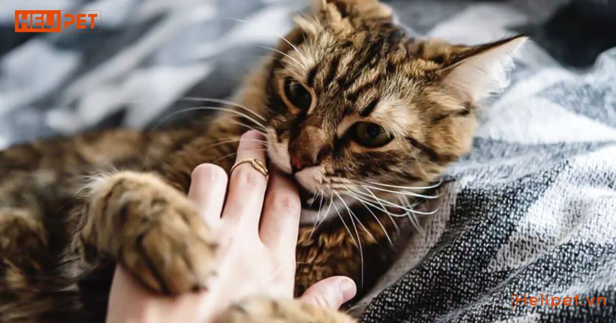 mèo bị yếu 2 chân sau