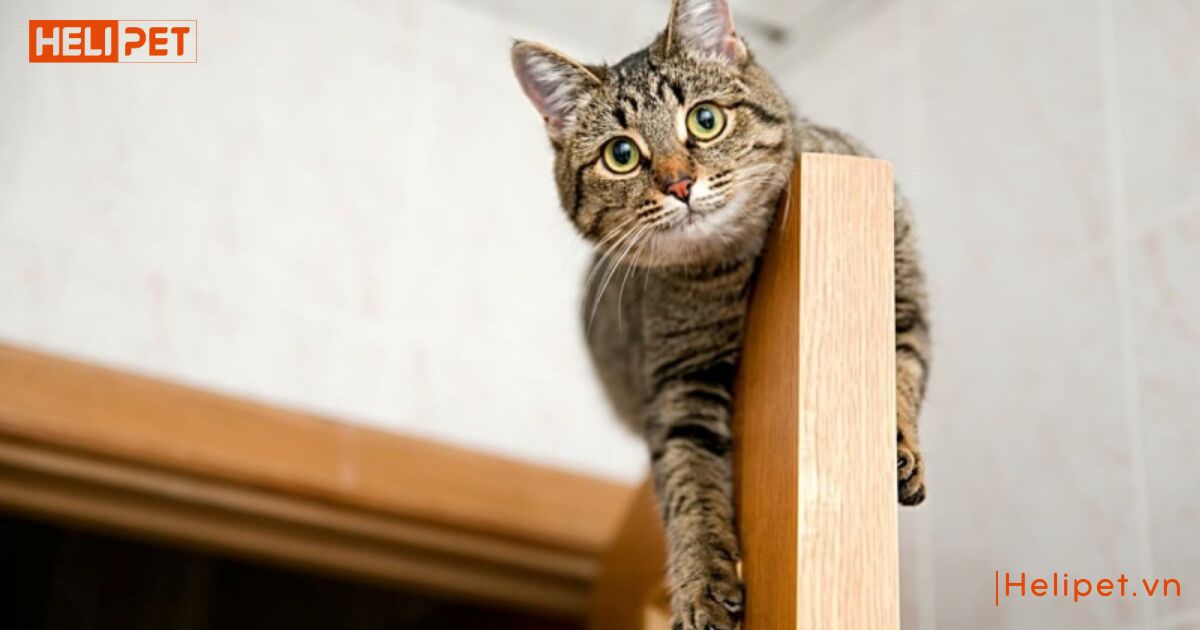 mèo bị yếu 2 chân sau